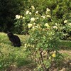本日のひまつぶし --- 青和ばら公園 ---