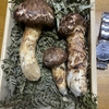 雑感　Vol.275　～秋の味覚～