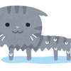 サバトラ猫を英語で言うと？