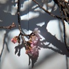 大寒桜