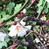 庭の盆梅