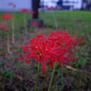 今日の一枚「道端の彼岸花」(2022.09.25)[植物]