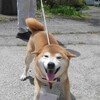 柴犬館長とゴールデンウィーク