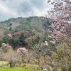 木曽川　イワナ釣り　今期初