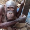 「世界で最も哀しいオランウータン」のニュースから見えてくる　インドネシアのペット闇市と森林伐採