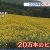 初夏を彩る２０万本のヒマワリ揺れる　萌の里　　【熊本県】　