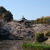 勧修寺の桜2021。見頃や開花情報。氷室池で花見を堪能。
