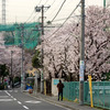 桜も♪
