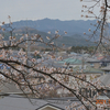 曇り空の下の桜も美しい