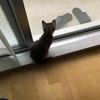 仔猫元気すぎ。キャットタワーが欲しい今日この頃