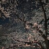 夜桜オブザイヤー