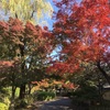 花の寺から大原野神社、正法寺へ