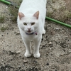 猫ファーストじゃないの？