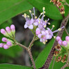 (390) Callicarpa japonica