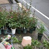 鉢植えの置き肥　完了しました