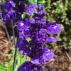 ブルーサルビアの花