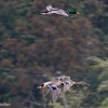 日本　飛ぶ水鳥たち