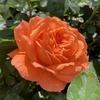 ３年目のビブレバカンス（春）、株いっぱいに鮮やかなオレンジの花！