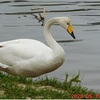 いつも感謝です。今日はハクチョウ(白鳥)さん＆"あなたが言いそうだけど実際は一生言わないだろうセリフ”占いではなく診断(何事もなければ5月25日月曜日か5月26日火曜日頃に更新予定)