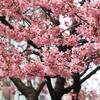日本橋オカメザクラが満開間近で見頃！2025年3月2日開花状況（東京都中央区）