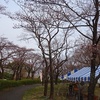 町田の桜はまだまだ