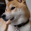 犬の保険あれこれ【結後】