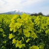 岩木山麓の菜の花畑2017・黄金色の花畑と残雪の岩木山がナイスビュー