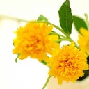 ワーキングマザーのお受験奮闘日記 小学校受験編