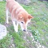 老犬ホームあん｜新人さん べべ＾＾