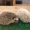 ハリネズミ＆フクロウカフェCHEESE（チーズ）秋葉原店/秋葉原駅周辺の動物カフェ/ハリネズミ、フクロウ、うさぎのいるお店（癒し）体験談レポート