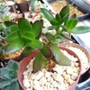 🌵多肉植物　❪天狗の舞 クラッスラ❫🌵