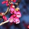 日和田山の桜開花2014