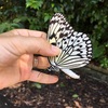 【石垣島のスポット】世界の昆虫館 バンナ公園にて　Insectarium in Ishigaki