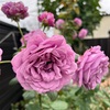 ＊花持ちがいい秋バラ＆ボイセンベリーのお手入れ