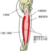 腰の不調と外側広筋の話。