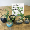 【レポート】「ジブンだけの『手のひらの植物』をつくる教室」