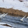 楽しい川辺（1月8～9日）