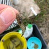 マブナ池でマブナ釣り  エビVSみどり