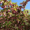 あの八重桜が満開に。大阪にもモンゴルの人が増えた？