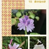 7月下旬・我が家の花たち・・②