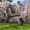 京都３日目は枝垂れ桜満開の御所巡り