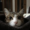 マフラーの中へ；ねこ：保護猫日記。3歳7ヵ月（189週）