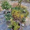 庭中央モミジが植えてある三角地帯の植栽計画とレイアウト