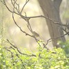９月３日の野鳥（２０１７　０９０３）その２