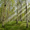 花粉症は免疫力を高めれば根治できる。免疫力を高める生活習慣とは