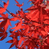 高尾山の紅葉を見に　紅葉はまあまあ、駅前の銀杏は今ひとつ