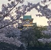 入籍３４周年と大阪城公園の桜