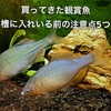 買ってきた金魚やタナゴを水槽に入れる方法＆注意点を5つ紹介