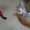 保護猫トム君、体がしっかりしてきました！　爪が細いので引っ掻かれると「痛い、痛い！！」💦