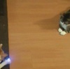 エアホッケーする猫！？猫とレーザーポインタで遊ぼうっ（GIF画像）
